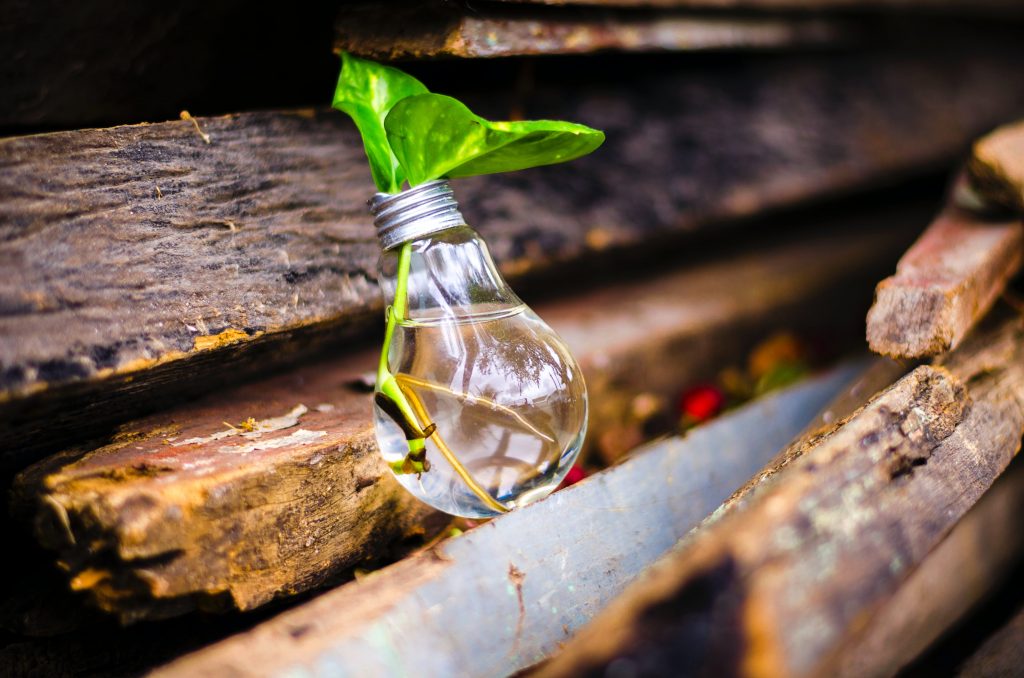 lightbulb with plant growing inside