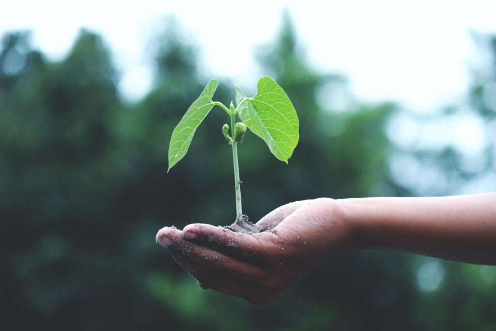 Person Holding A Green Plant in Their Palm